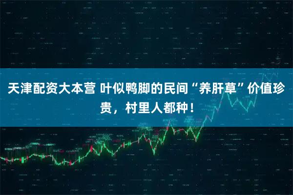 天津配资大本营 叶似鸭脚的民间“养肝草”价值珍贵，村里人都种！